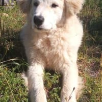 Tom, Hund zur Adoption