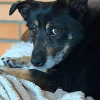 Charlie , 3 Jahre alt sucht ein Zuhause., Hund zur Adoption