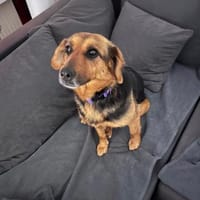 Suzy liebe 9 -jährige Mischlingshündin, Hündin zur Adoption