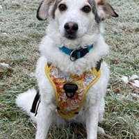 Deine neue Gefährtin, Hündin zur Adoption