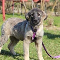 Adina sucht ihr zu Hause.., Hündin zur Adoption