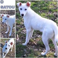 SATOU * anhängliches Mädchen, Hündin zur Adoption