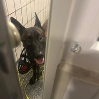 Mali sucht das richtige Zuhause mit Erfa, Hund zur Adoption