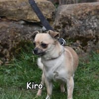 KIRO, Hund zur Adoption