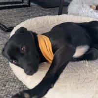 Bezaubernde Julie🐾❤, Hündin zur Adoption