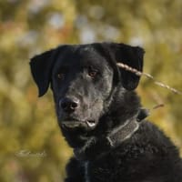 Ono  Ein ruhiger Gentleman, Hund zur Adoption