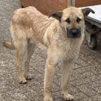 Cedric, Rüde kastriert, ca. 1 Jahr, Hund zur Adoption
