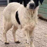 Eike, Rüde, ca. 7 Monate, Hund zur Adoption