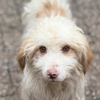 Mak, Rüde kastriert, ca. 1,5 Jahre, Hund zur Adoption