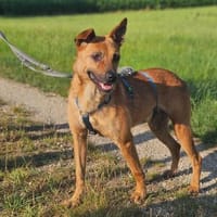 Deine neue Gefährtin, Hündin zur Adoption