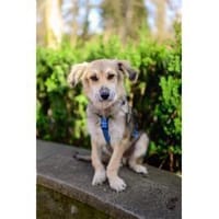 Leander - wartet in 73494 Rosenberg, Hund zur Adoption