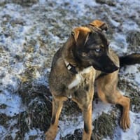 Moon - Zaubermaus mit herrlichen Augen, Hündin zur Adoption