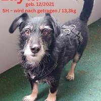 Layla sucht ihr neues Glück, Hündin zur Adoption