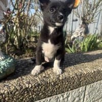 Chihuahua Mix Mädchen sucht Körbchen, Hündin zur Adoption