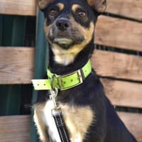 CUCHI 💝 wunderbares Hündchen!, Hund zur Adoption