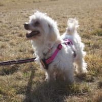 Mimi sucht ihre Familie, Hündin zur Adoption