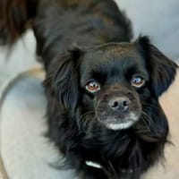 Muckel - kleiner,verschmuster Begleiter, Hund zur Adoption