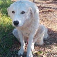 Jerry, Hund zur Adoption