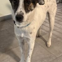 Tiko, Rüde kastriert, ca. 3 Jahre, Hund zur Adoption