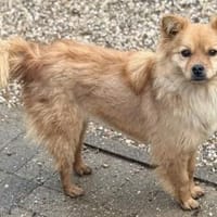 Xenia, Hündin kastriert, ca. 2,5 Jahre, Hündin zur Adoption