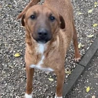 Theo, Rüde kastriert, ca. 1,5 Jahre, Hund zur Adoption