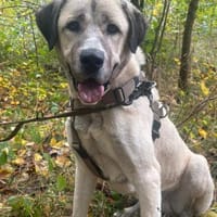 Pasha, Kangalrüde, kastriert, ca.2,5, Hund zur Adoption