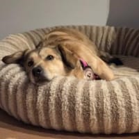 Umi sucht Familie mit viel Herz, Hündin zur Adoption