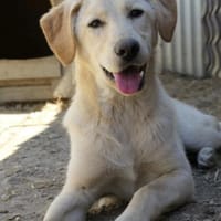 Olina- verschmuste Junghündin, Hündin zur Adoption