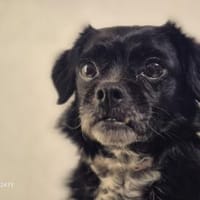 Greta - du kleiner Traumhund !, Hündin zur Adoption