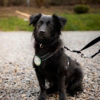 Leilani möchte ihr Herz verschenken..., Hündin zur Adoption