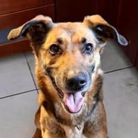 Dina, verträglich, freundlich, lernwilig, Hündin zur Adoption