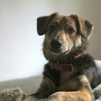 Hast du ein Körbchen frei für Annegret?, Hündin zur Adoption