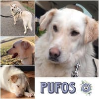 PUFOS * verträglicher Typ mit Meinung, Hund zur Adoption