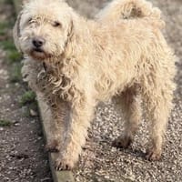 Jerry, Rüde kastriert, ca. 2 Jahre, Hund zur Adoption