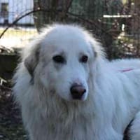 Bär su. geduldige Menschen, Hund zur Adoption