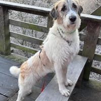 Fussel, verschmust, lernwillig, offen, Hündin zur Adoption