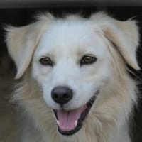 Anca- Handicap Hündin sucht Körbchen, Hündin zur Adoption