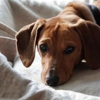 Alaska wartet auf PS in Rostock!, Hündin zur Adoption