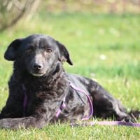 Nika hat endlose Liebe zu verschenken!, Hündin zur Adoption