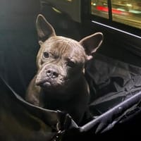 Deril-PP - sucht sein Für-immer-Zuhause, Hund zur Adoption