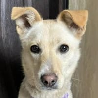 Tolle junge Bella wartet auf Dich!, Hündin zur Adoption