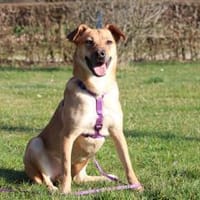 Nella sucht ihre Menschen..., Hündin zur Adoption