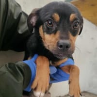 Freundlicher Rüde Goody, Hund zur Adoption