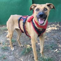 AMANI, fröhlich, freundlich, anhänglich, Hündin zur Adoption