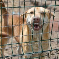 Simba❤in sucht seine Menschen, Hund zur Adoption