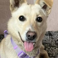 Zarte BELLA sucht ein Zuhause, Hündin zur Adoption