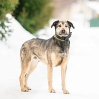 Ricky ❤ sehnt sich nach seinen Menschen, Hund zur Adoption