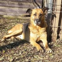 Ionica sanft und freundlich, Hündin zur Adoption