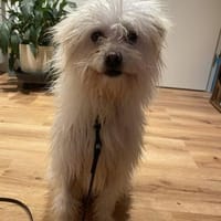 Amaja von kettenlos, Hündin zur Adoption