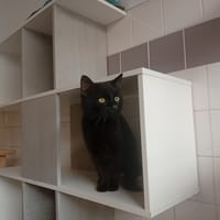 QUILL, chat à adopter